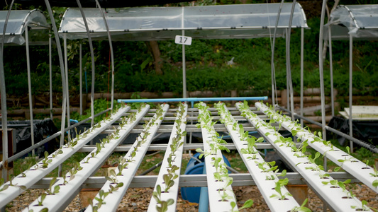 在现代生态水培农场花园床上生长的一排排新鲜多汁的植物视频