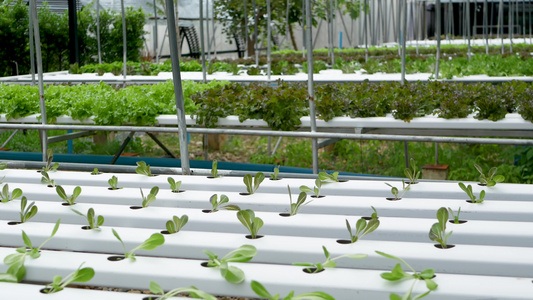 在现代生态水培农场花园床上生长的一排排新鲜多汁的植物视频