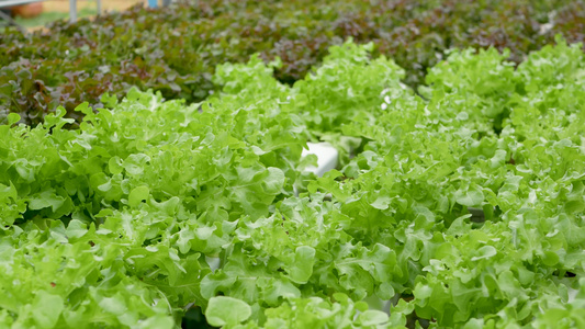 在现代生态水培农场花园床上生长的一排排新鲜多汁的植物视频