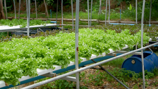 在现代生态水培农场花园床上生长的一排排新鲜多汁的植物视频