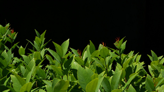 生长在种植园的绿色植物有绿色叶子的植物生长在黑色背景视频