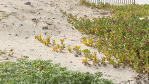 美国加利福尼亚海岸太平洋沙滩上的爬山虎植物海边的沙子13秒视频