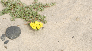 美国加利福尼亚海岸太平洋沙滩上的爬山虎植物海边的沙子11秒视频