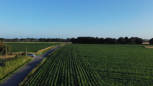 美丽的无人机鸟瞰法国的玉米和小麦农田与汽车驾驶法国23秒视频