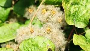 薄膜植物明籽7秒视频