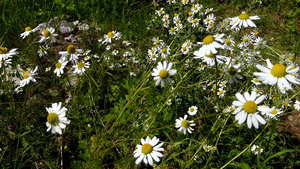 甘米药用植物草地里的花朵31秒视频