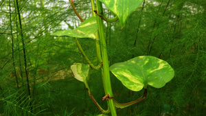 温室里绿色植物的特写22秒视频