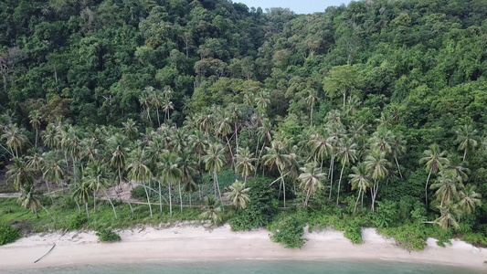 在海边查看空中椰子树视频