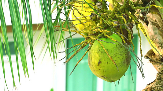 现代花园和绿叶的椰子果子水果夏季风速波动视频