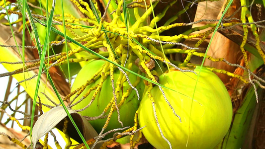 现代花园和绿叶的椰子果子水果夏季风速波动1视频