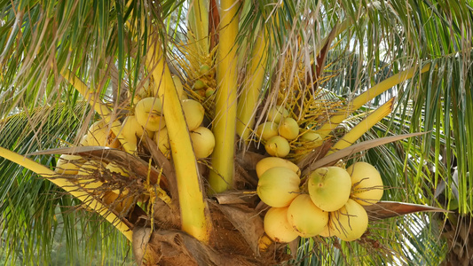 阳光明媚的日子里异国情调的黄色未成熟年轻新鲜椰子在视频