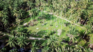 在阳光明媚的日子里种植椰子树21秒视频