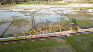 马来西亚稻田的椰子树上空中飞行8秒视频