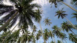步行到椰子种植园里看看14秒视频