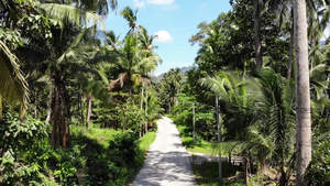 通过椰子种植园的路径在泰国苏梅岛15秒视频