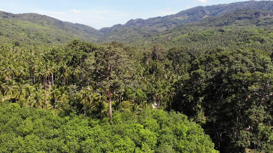 通过椰子种植园的路径在泰国苏梅岛阳光明媚的日子里穿过视频