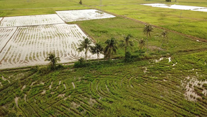 围绕稻田椰子树环绕水稻田14秒视频