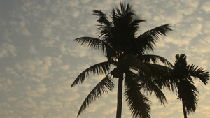 蓝天背景下的椰子树44秒视频