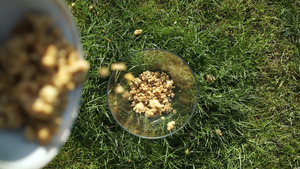 以坚果谷类谷物倒入玻璃透明碗杯中在绿草草草底底底底部9秒视频
