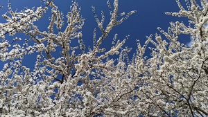 蓝天背景的樱桃花朵6秒视频