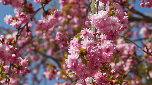 在微风中盛开的樱花树视频
