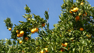 果园树上成熟的柑橘11秒视频