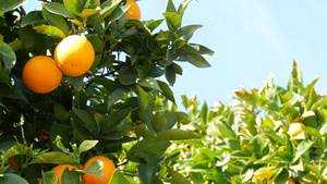 美国加利福尼亚州树上的柑橘果实16秒视频