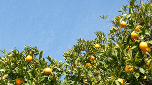 果园树上成熟的柑橘13秒视频