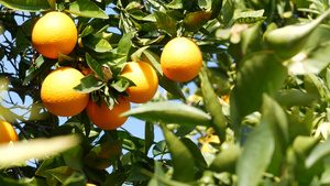 美国加利福尼亚州树上的柑橘橙果实春天花园美国当地农业12秒视频