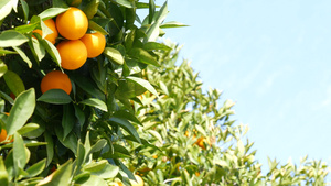 美国加利福尼亚州树上的柑橘橙果实春天花园美国当地农业15秒视频