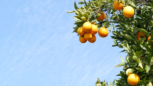 美国加利福尼亚州树上的柑橘橙果实春天花园美国当地农业14秒视频