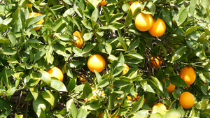 果园树上成熟的柑橘13秒视频