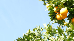 美国加利福尼亚州树上的柑橘橙果实春天花园美国当地农业16秒视频