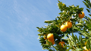美国加利福尼亚州树上的柑橘橙果实春天花园美国当地农业11秒视频