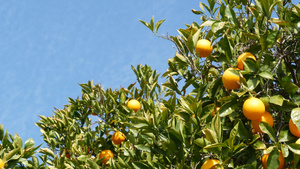 美国加利福尼亚州树上的柑橘橙果实春天花园美国当地农业12秒视频