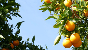 美国加利福尼亚州树上的柑橘13秒视频