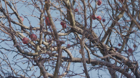 古老的红苹果挂在完全干枯的苹果树树枝上没有叶子轻轻视频