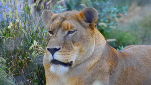 坦桑扎尼亚州国家公园的狮子17秒视频