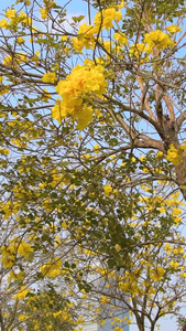 黄花风铃木盛开春暖花开视频