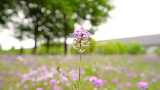 花圃中的小花视频