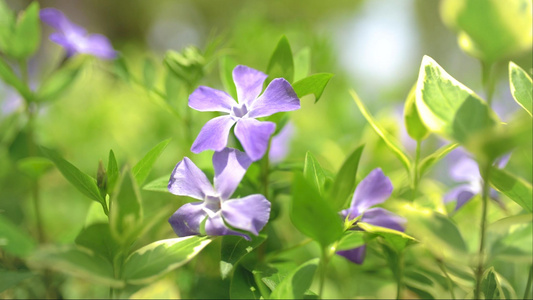 草丛里紫色的小花视频