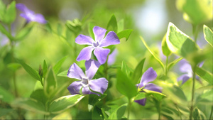 草丛里紫色的小花15秒视频