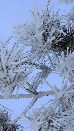 松树雾凇寒冷冰封冬季寒冷极寒天气20秒视频