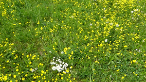 春天在德国的草地里22秒视频