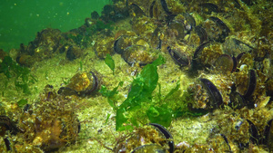 海底绿藻类29秒视频