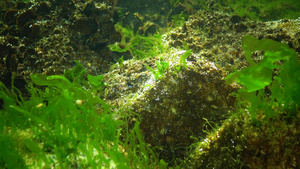 黑海海藻黑海海底绿藻类ulvaentomorta25秒视频