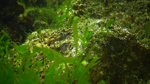 海底绿藻类21秒视频