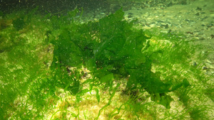 海底绿藻类33秒视频