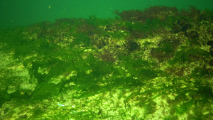 海底绿藻类35秒视频