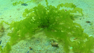 黑海海藻黑海海底绿藻类ulvaentomorta34秒视频